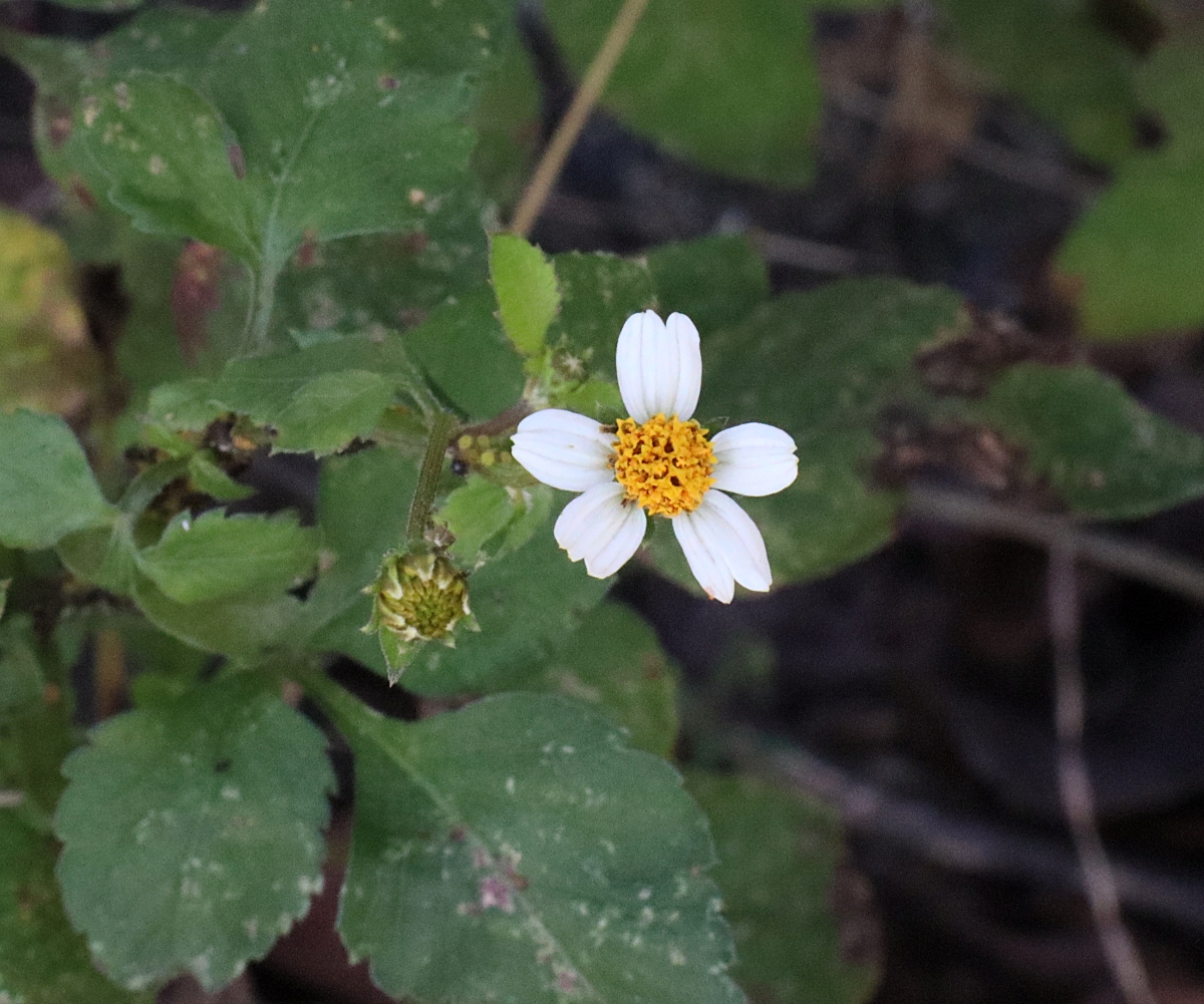コシロノセンダングサ 山川草木図譜
