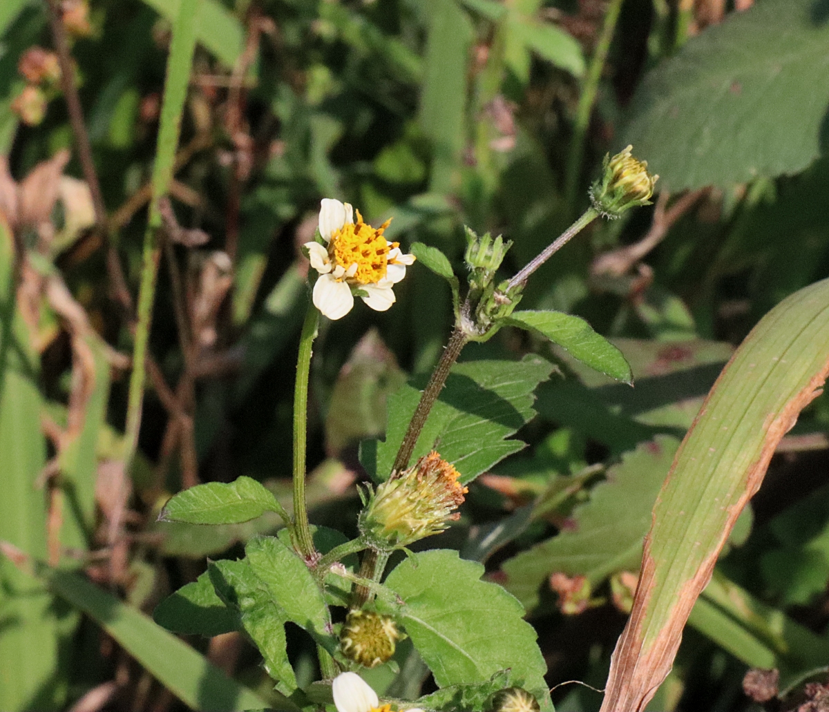 コシロノセンダングサ 山川草木図譜