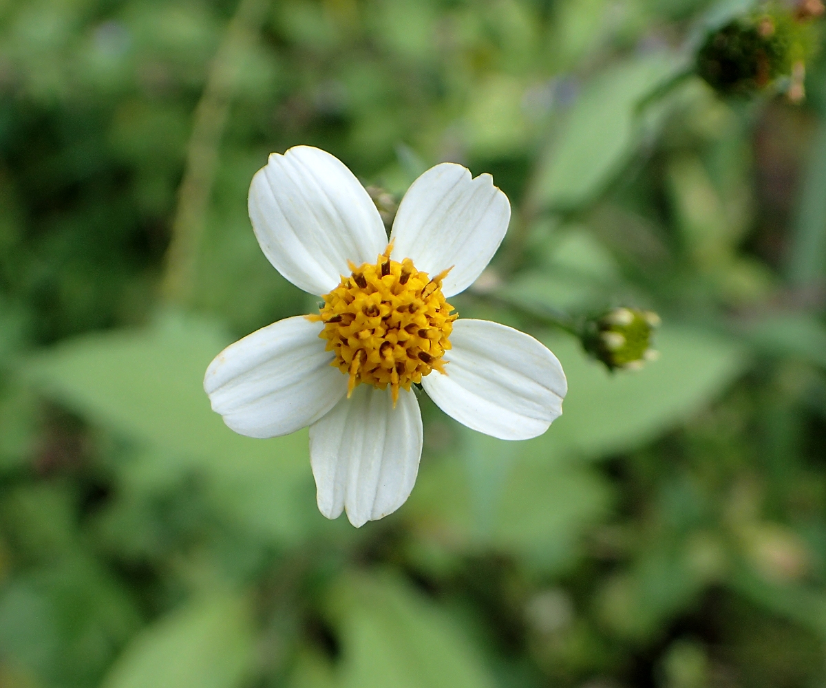 コシロノセンダングサ 山川草木図譜