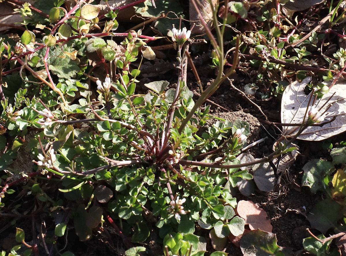 タネツケバナ ミチ