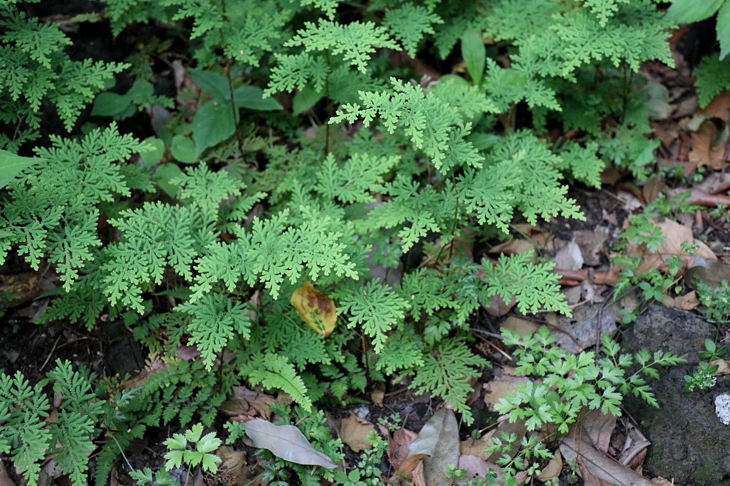 カタヒバ 山川草木図譜