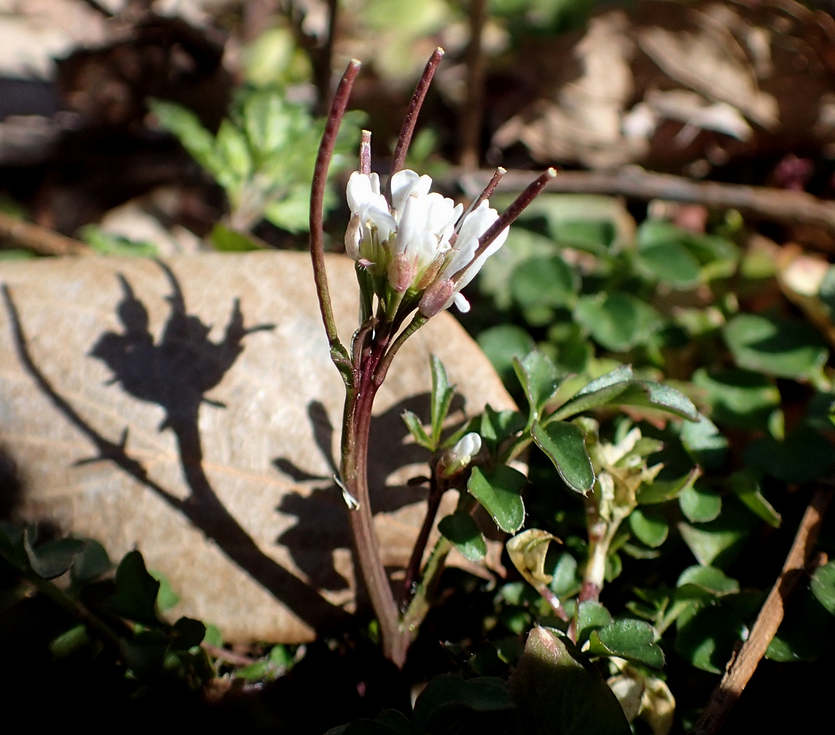 タネツケバナ ミチ