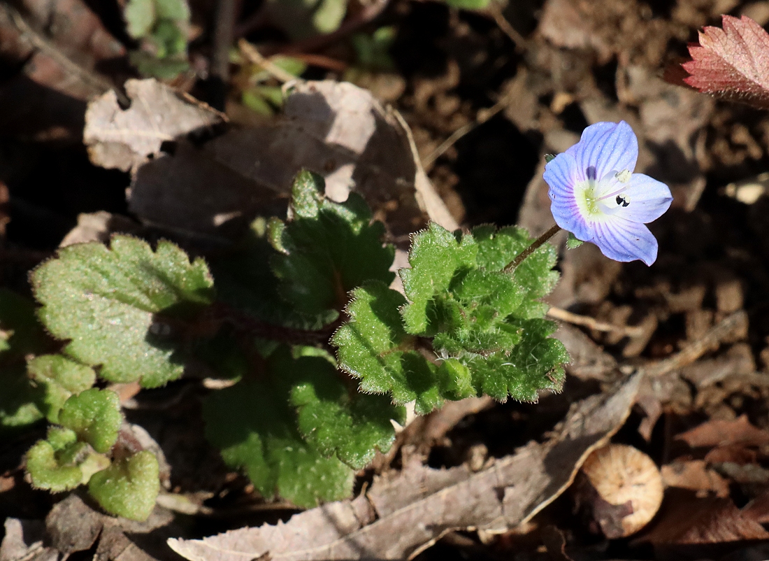 オオイヌノフグリ 山川草木図譜
