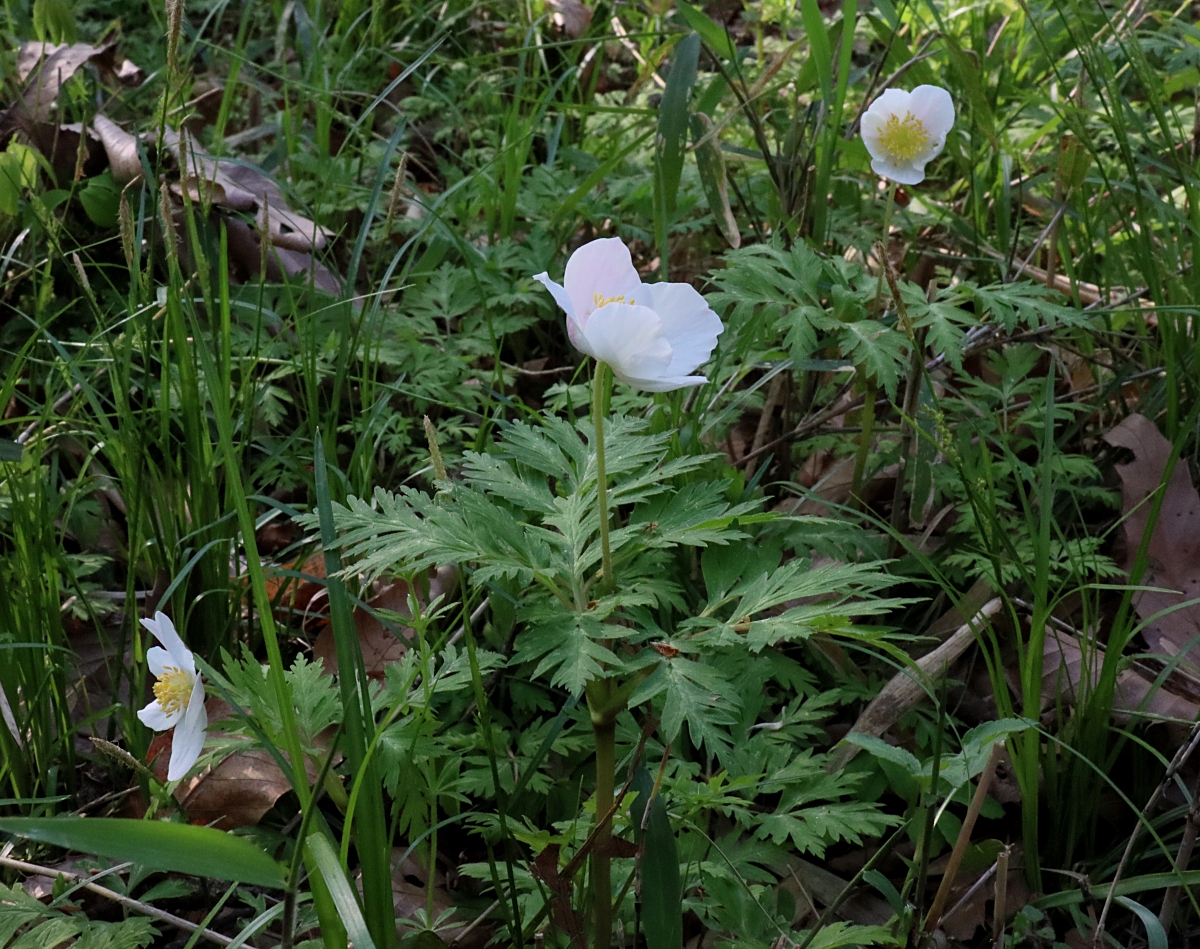 イチリンソウ