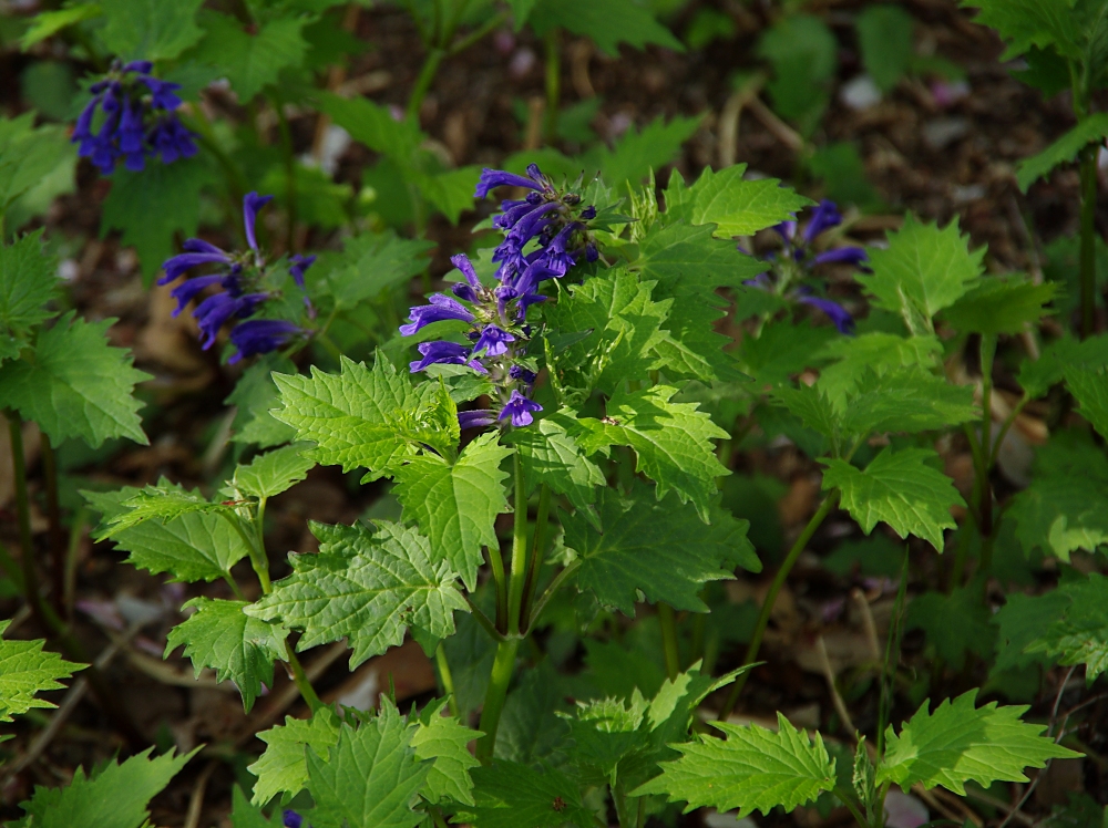 シソ科 山川草木図譜