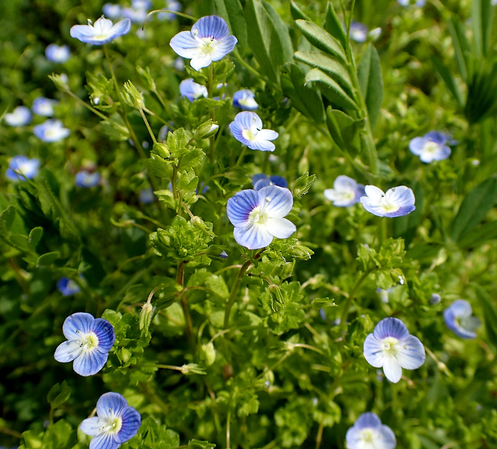 オオイヌノフグリ 山川草木図譜