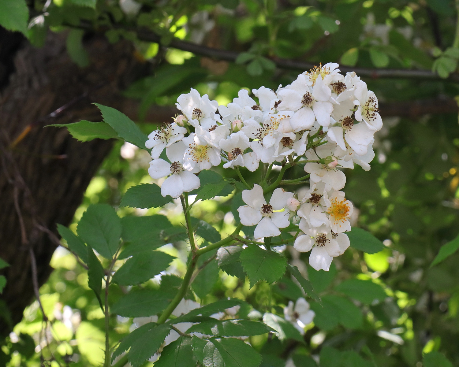 ノイバラ 山川草木図譜