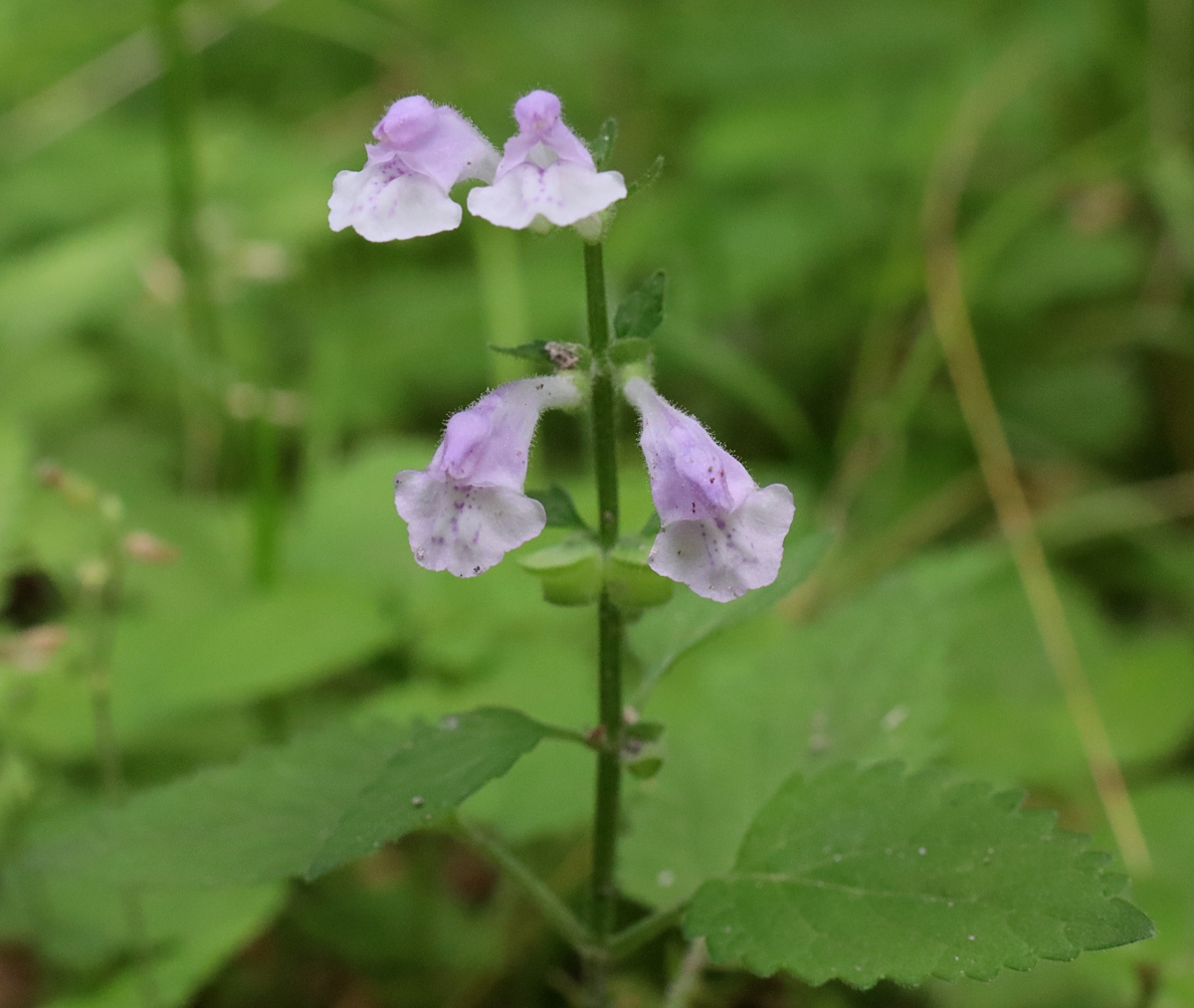 ヤマタツナミソウ 山川草木図譜