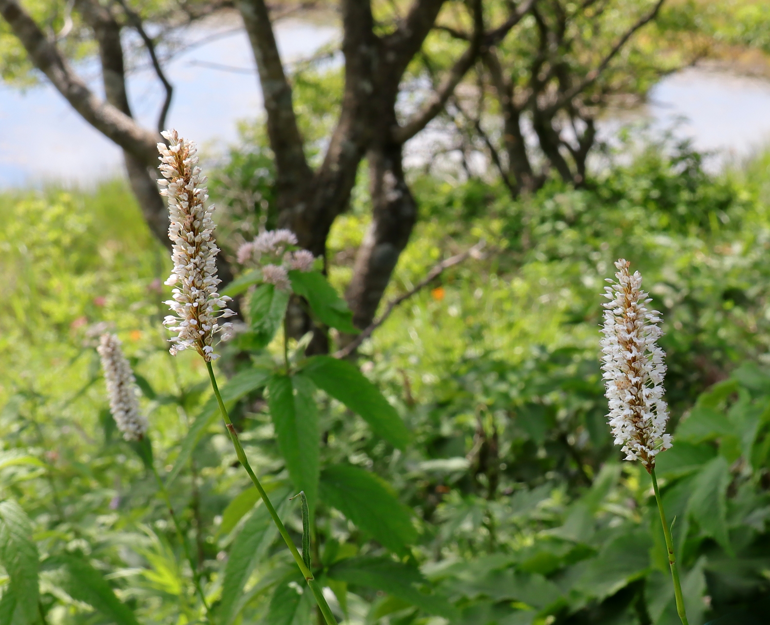 イブキトラノオ 山川草木図譜