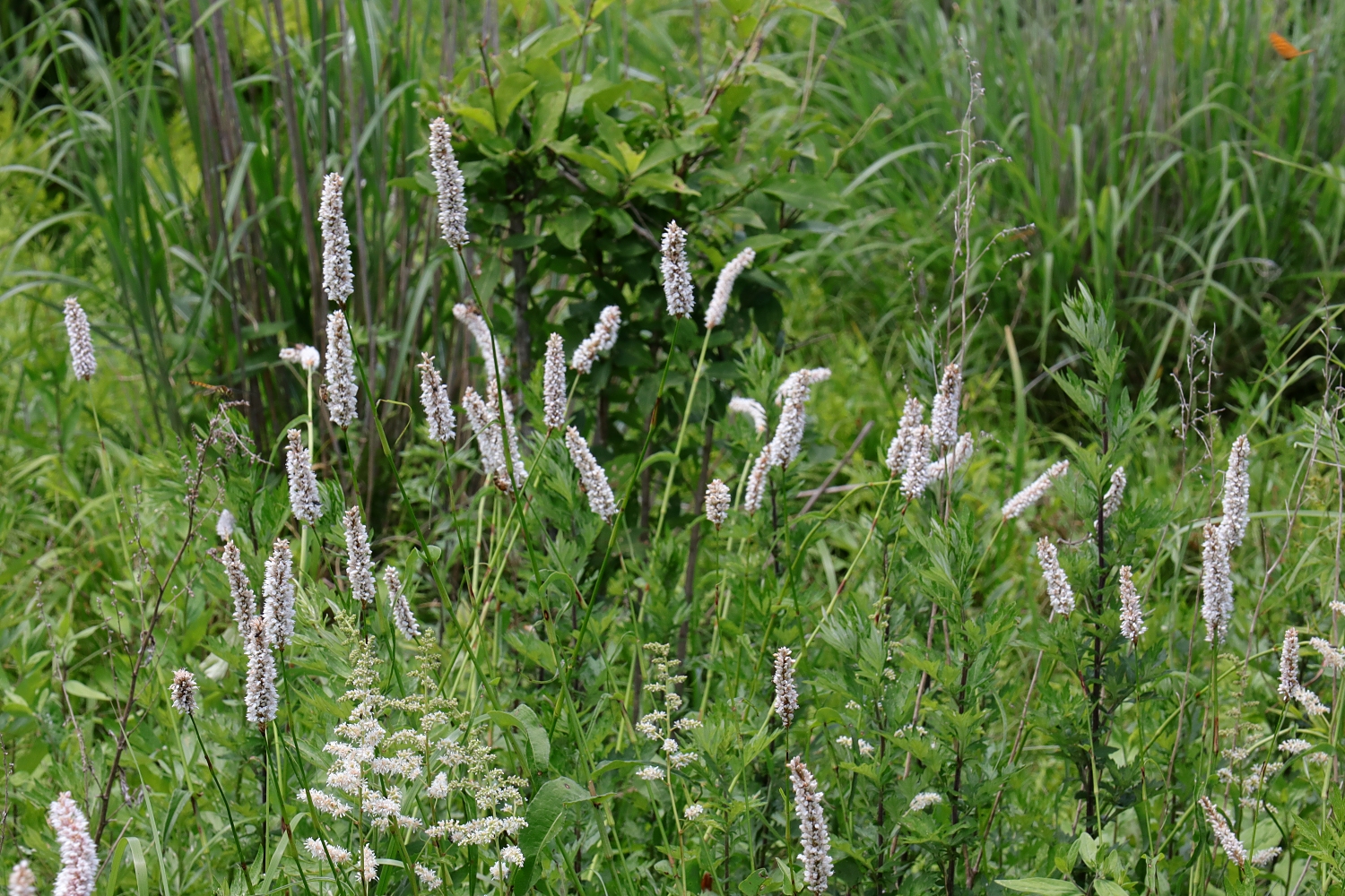イブキトラノオ 山川草木図譜