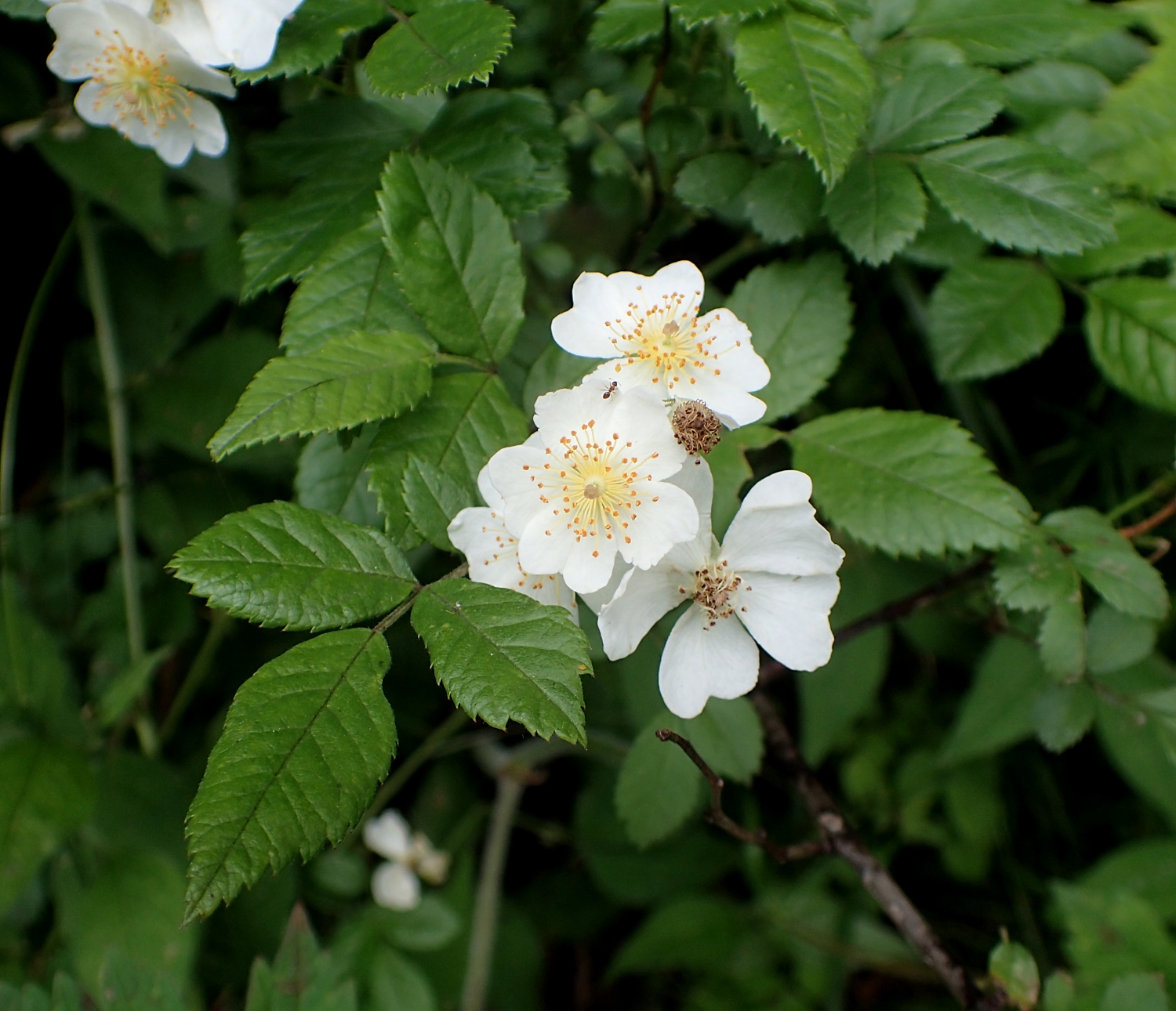 ノイバラ 山川草木図譜