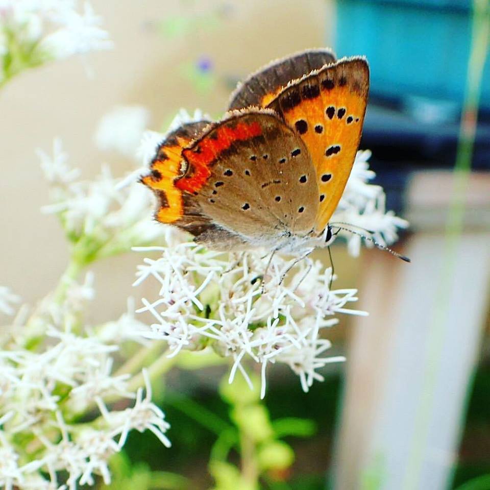 ベニシジミ 山川草木図譜