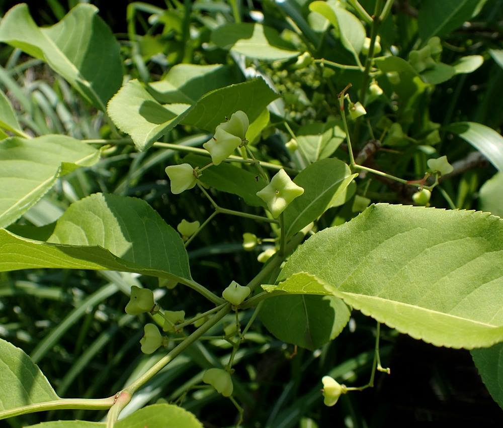 マユミ 山川草木図譜