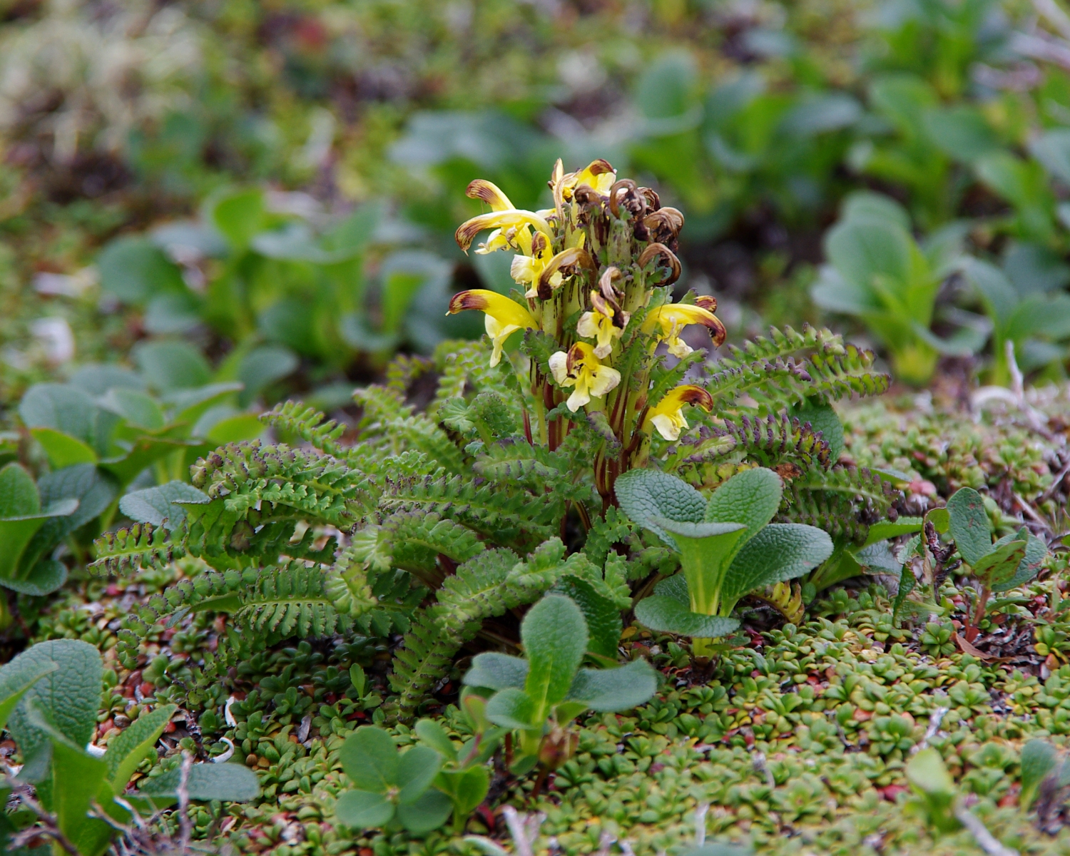 ミヤマリンドウ 山川草木図譜