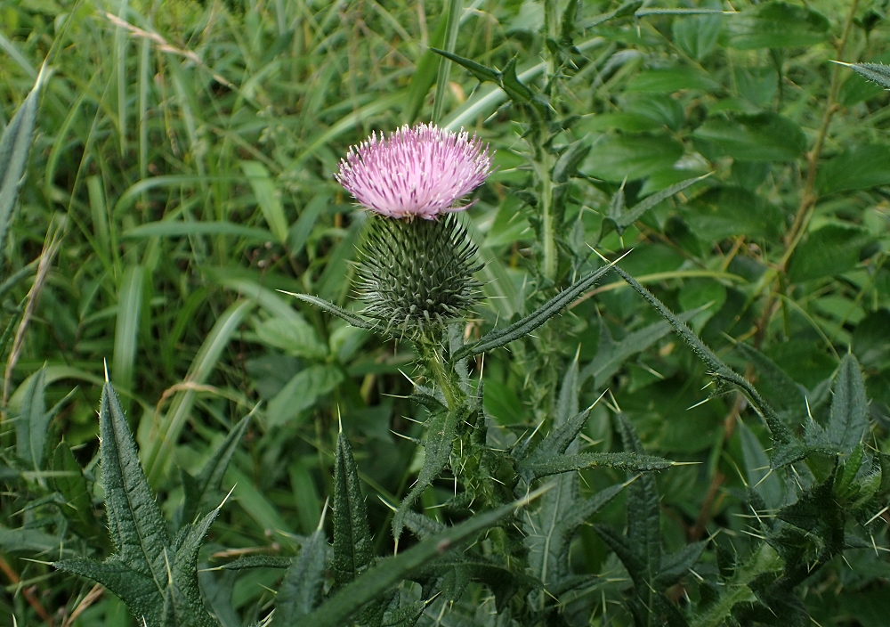 アメリカオニアザミ 山川草木図譜