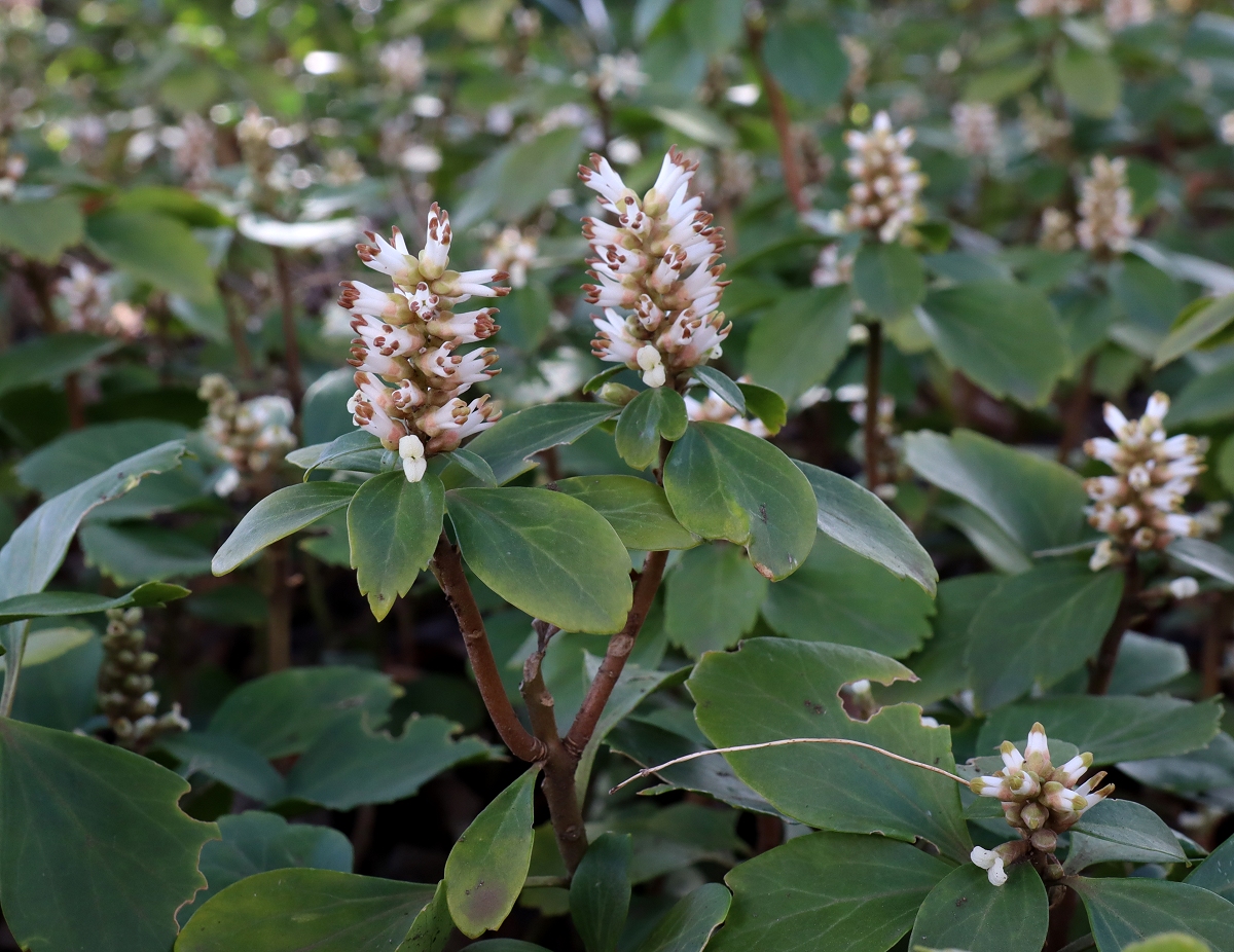 フッキソウ 山川草木図譜