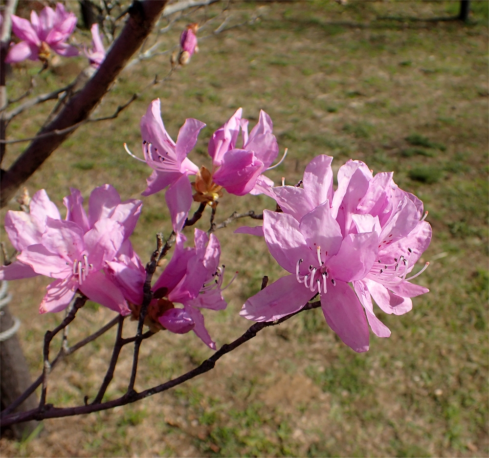 ツツジ科 山川草木図譜