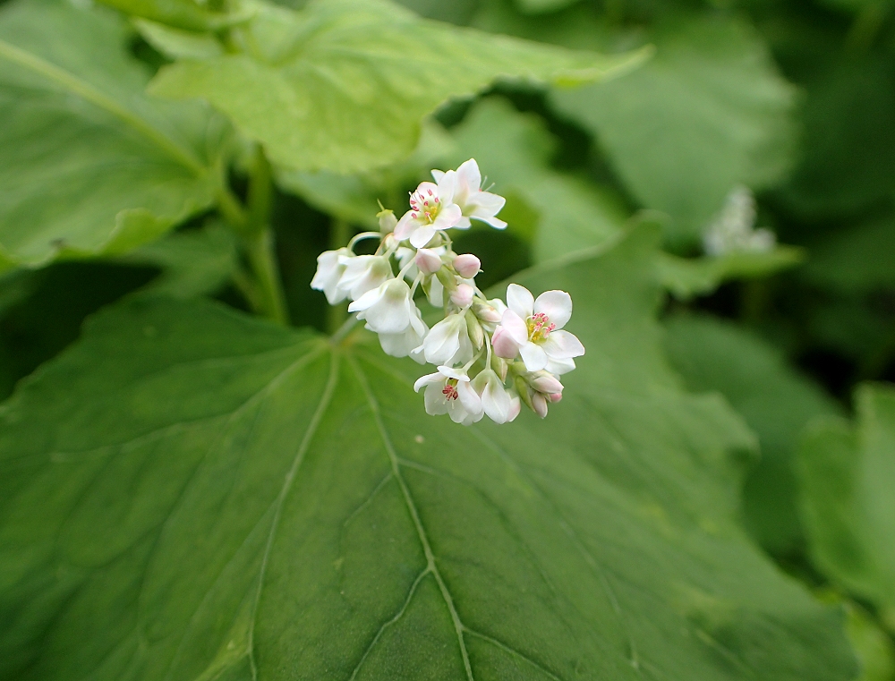 ソバ 山川草木図譜