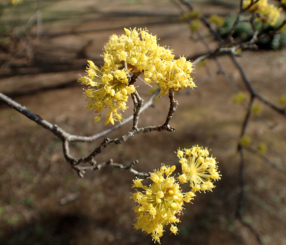 サンシュユ 山川草木図譜