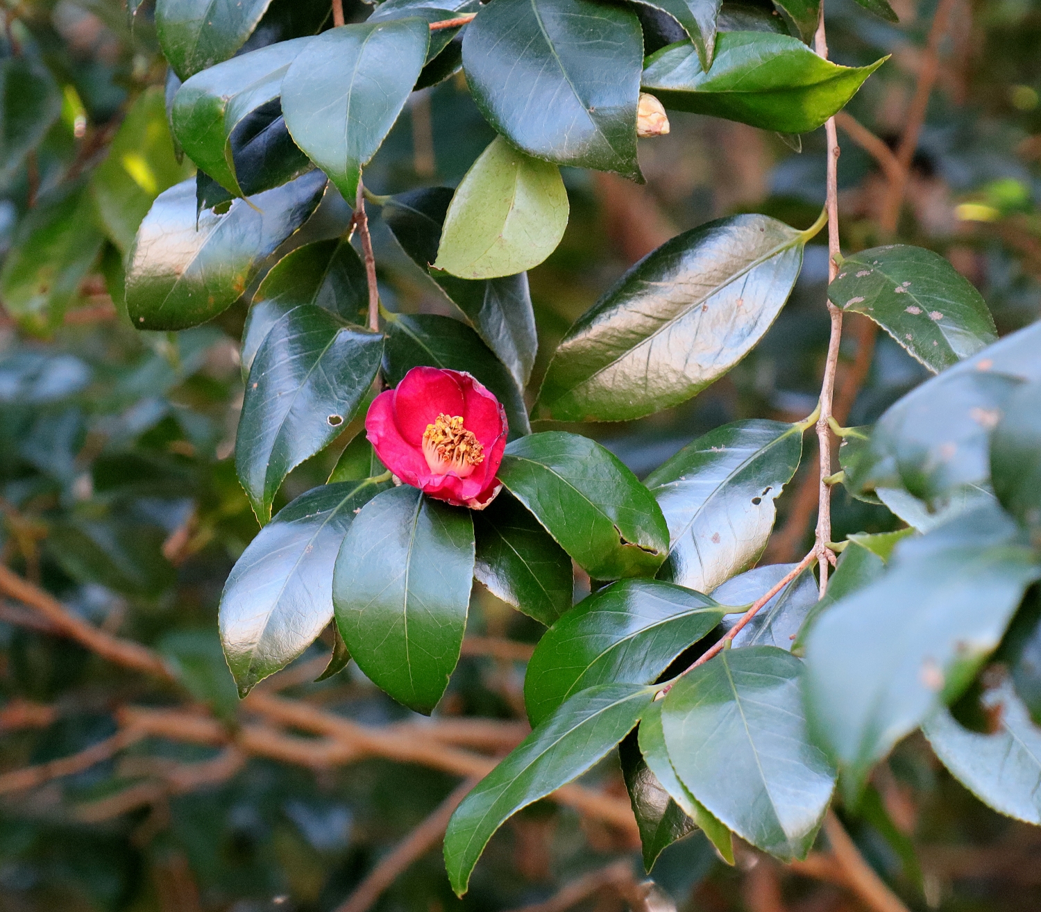 ヤブツバキ 山川草木図譜