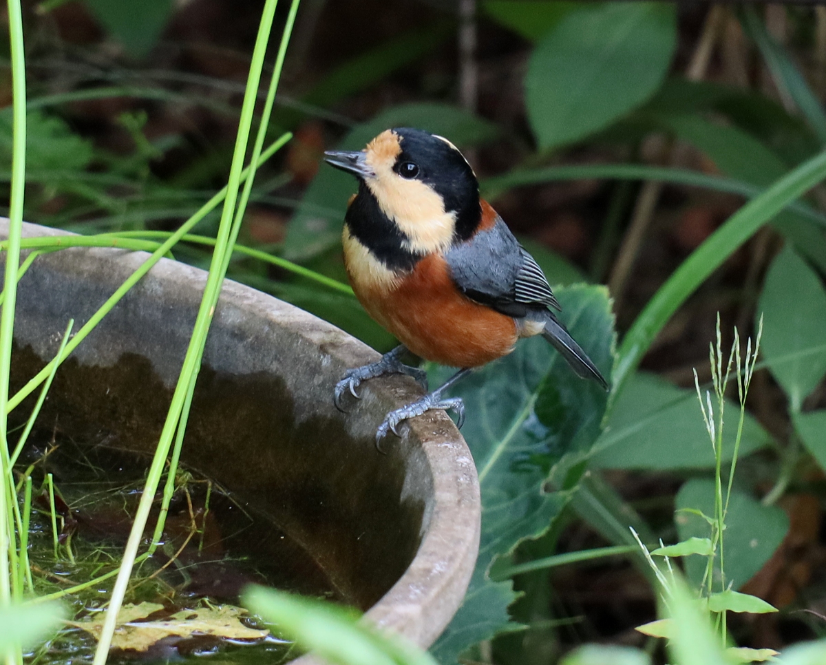 ヤマガラ 山川草木図譜
