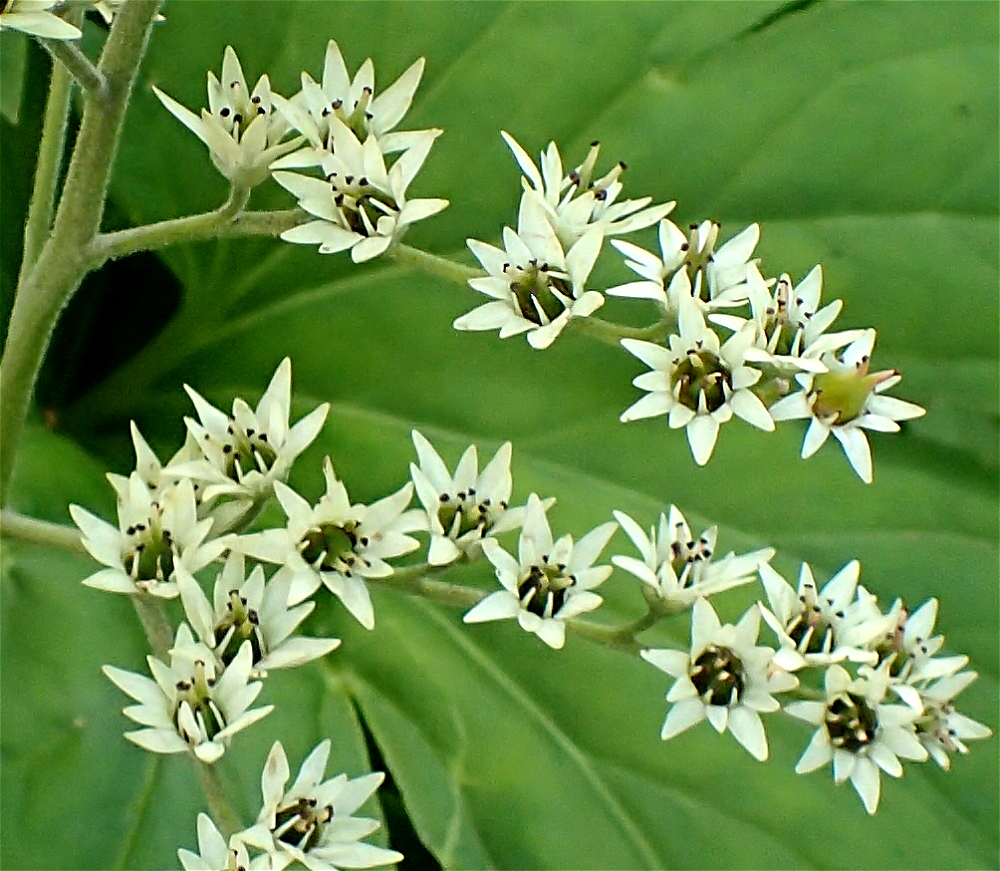 タンチョウソウ 山川草木図譜 タンチョウソウ 山川草木図譜