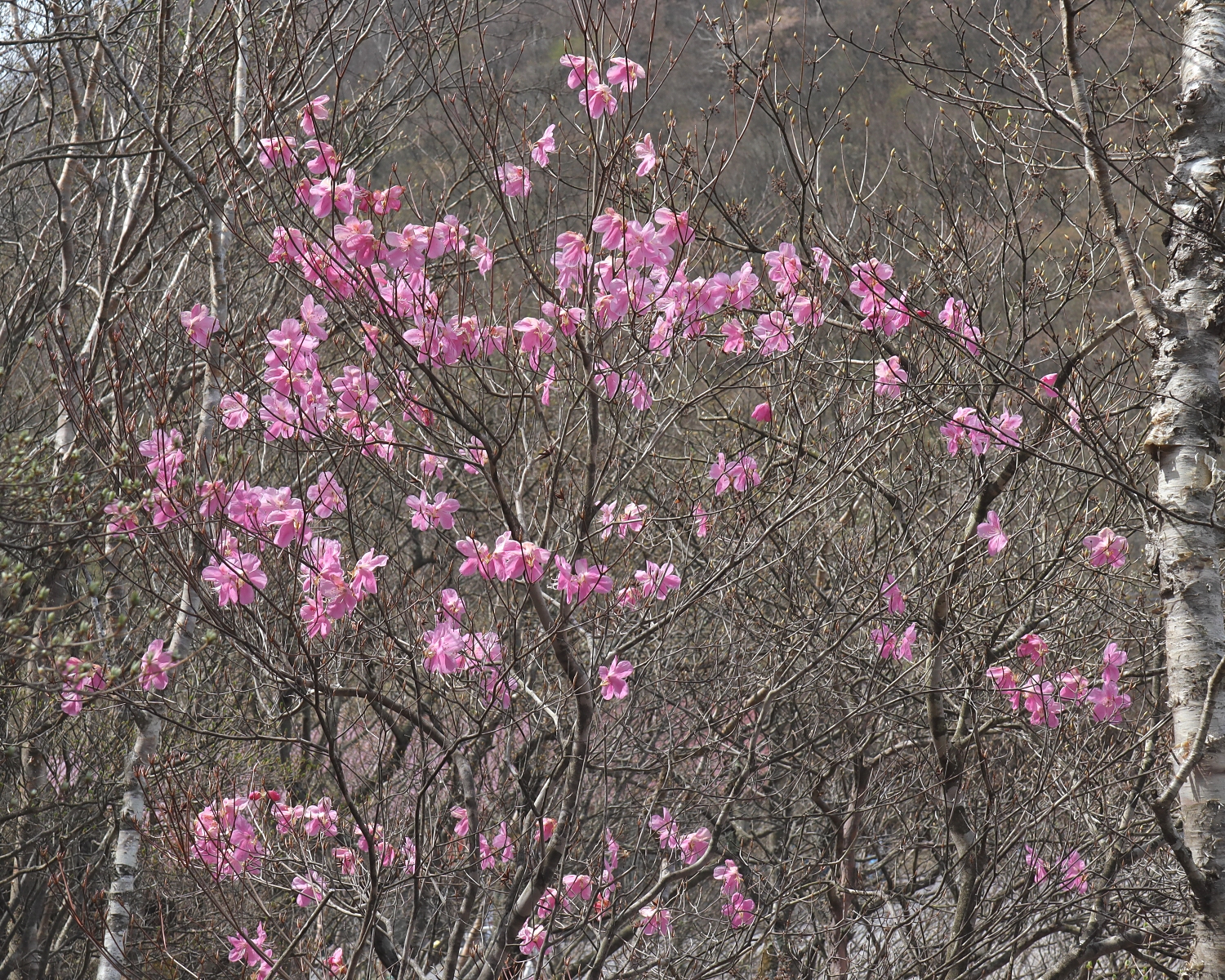 アカヤシオ 山川草木図譜
