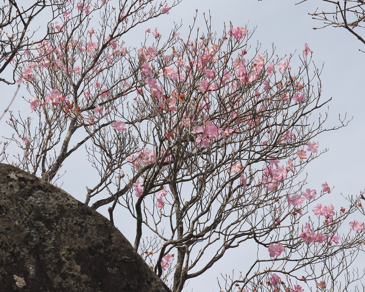 アカヤシオ 山川草木図譜