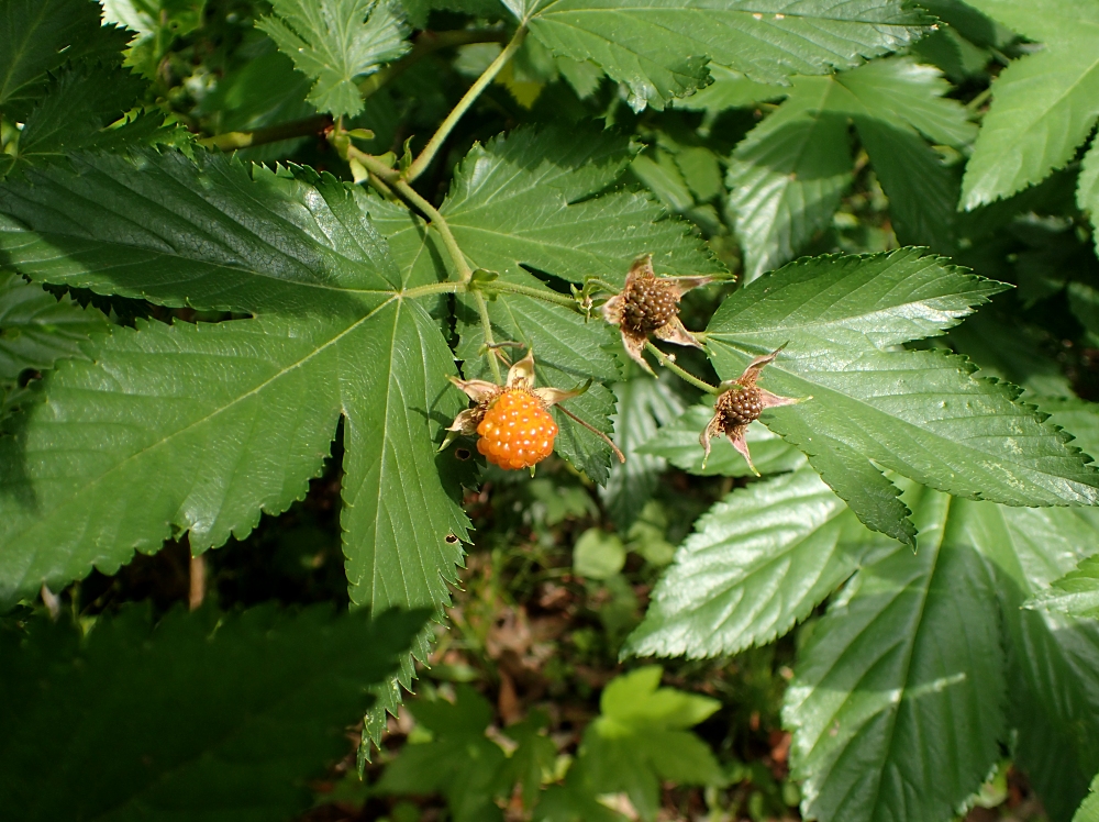 カジイチゴ 山川草木図譜