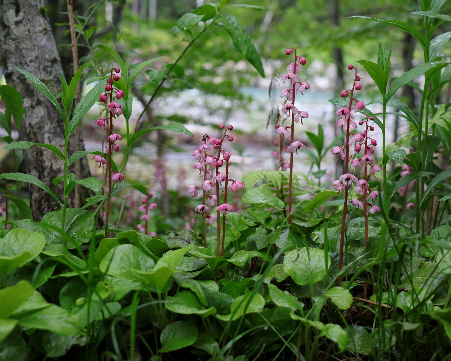 ベニバナイチヤクソウ 山川草木図譜 ベニバナイチヤクソウ 山川草木図譜