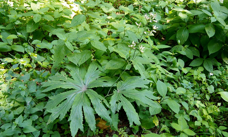 ヤブレガサ 山川草木図譜