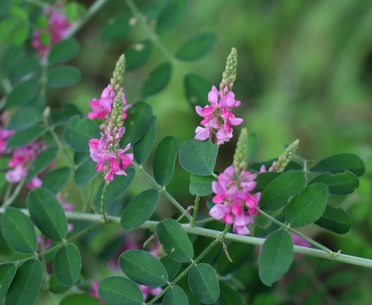 シナノナデシコ 山川草木図譜