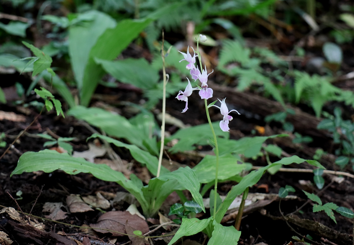 ナツエビネ 山川草木図譜