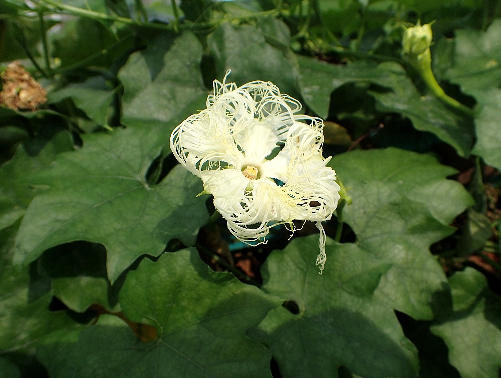 キカラスウリ 山川草木図譜