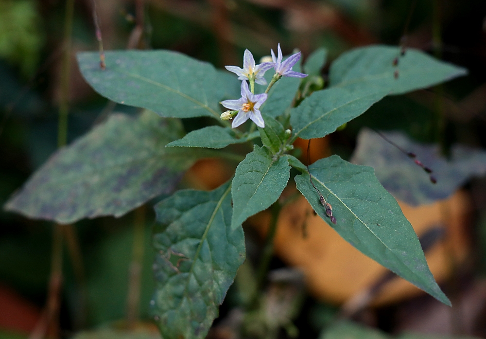 アメリカイヌホオズキ 山川草木図譜