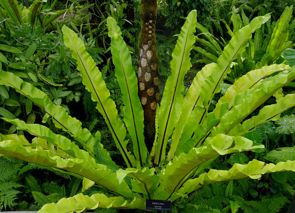 オオタニワタリ Asplenium Antiquum Japaneseclass Jp