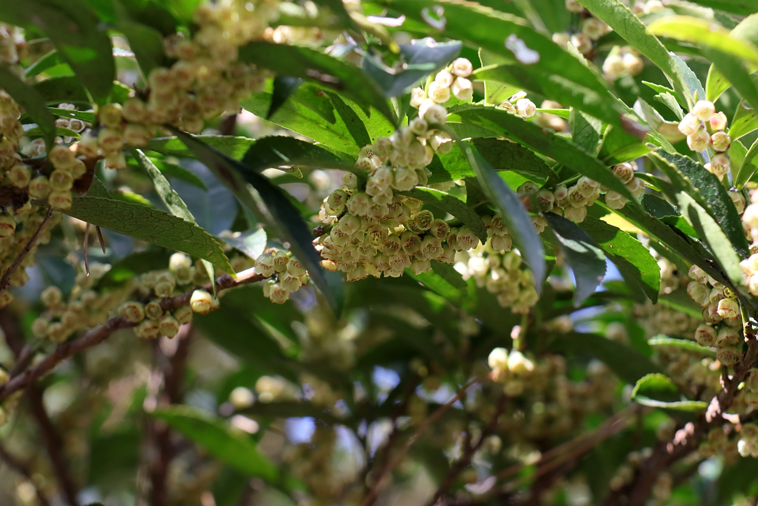 ヒサカキ 山川草木図譜 ヒサカキ 山川草木図譜