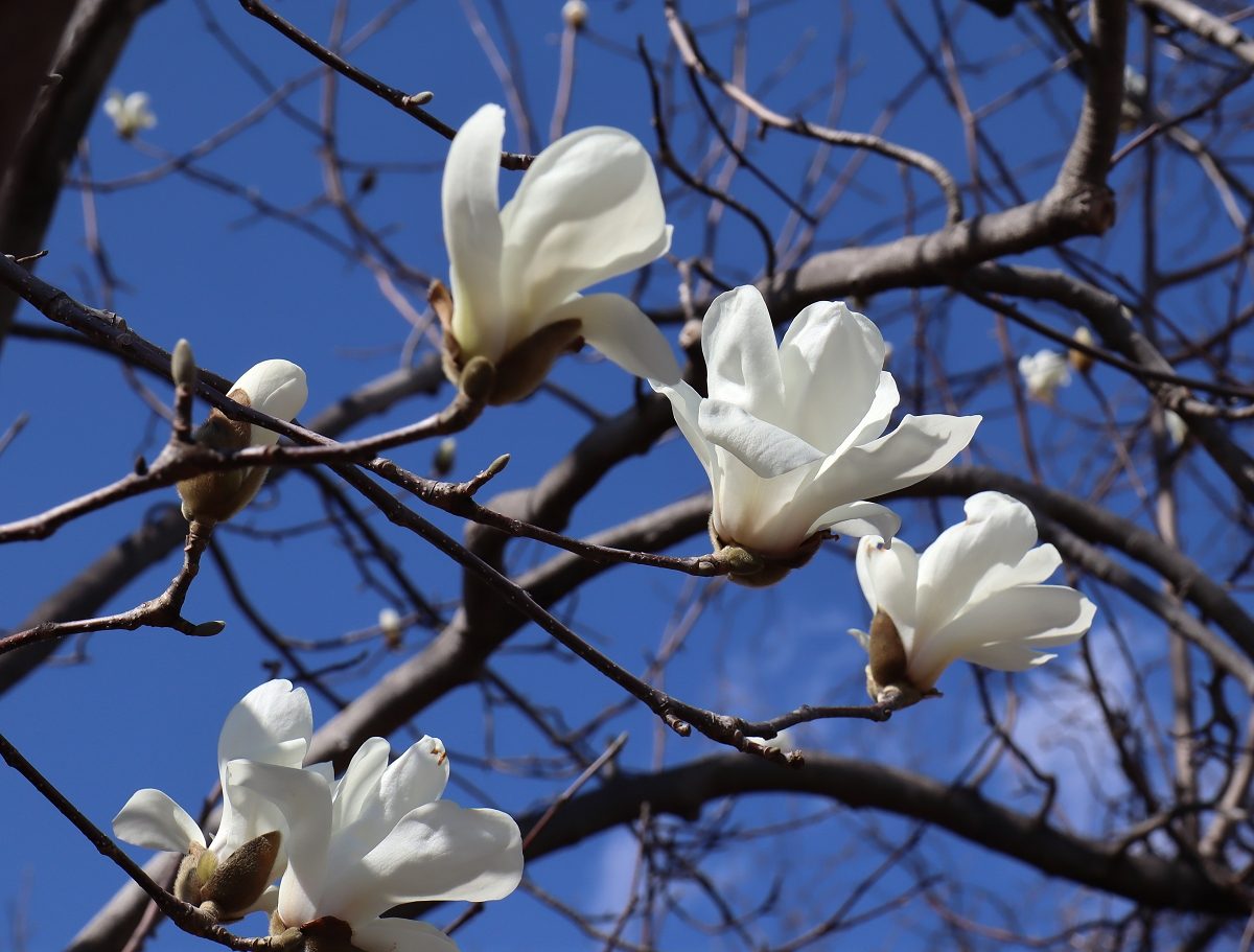 ハクモクレン 山川草木図譜