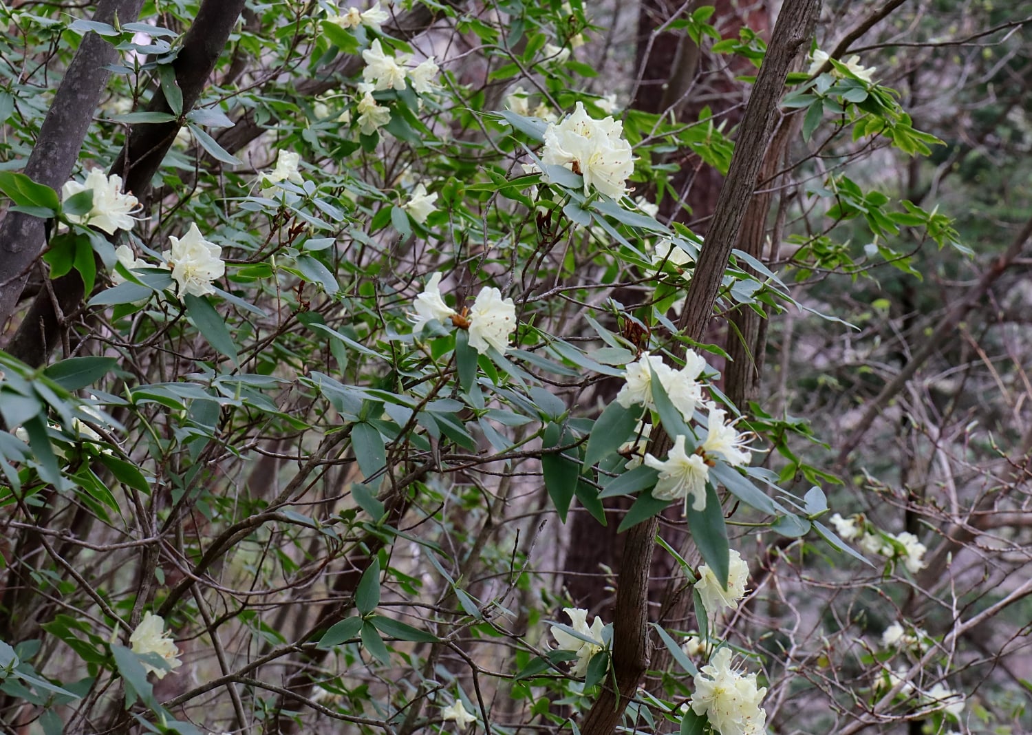 ヒカゲツツジ 山川草木図譜