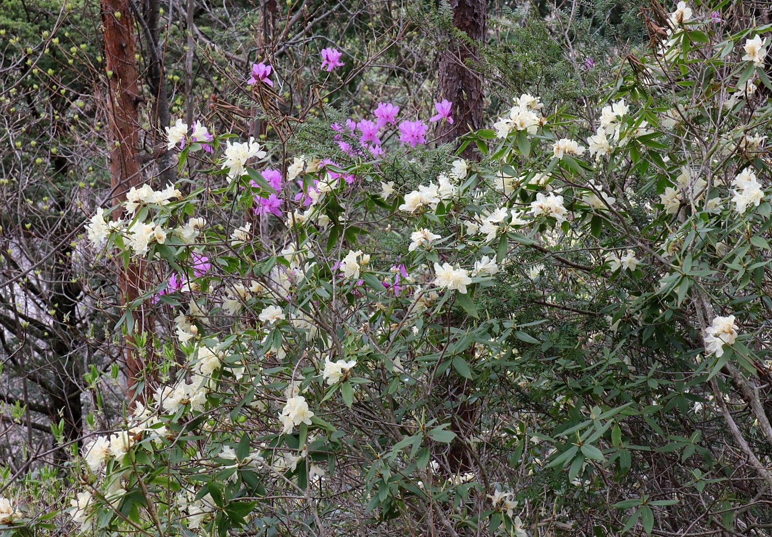 ヒカゲツツジ 山川草木図譜