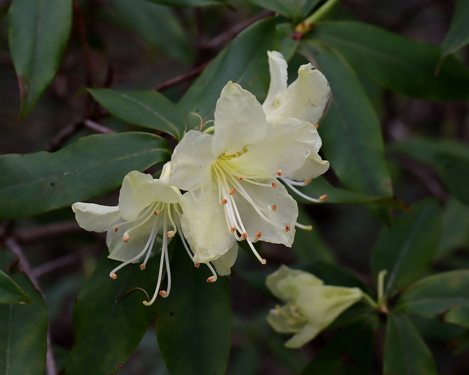 ヒカゲツツジ 山川草木図譜
