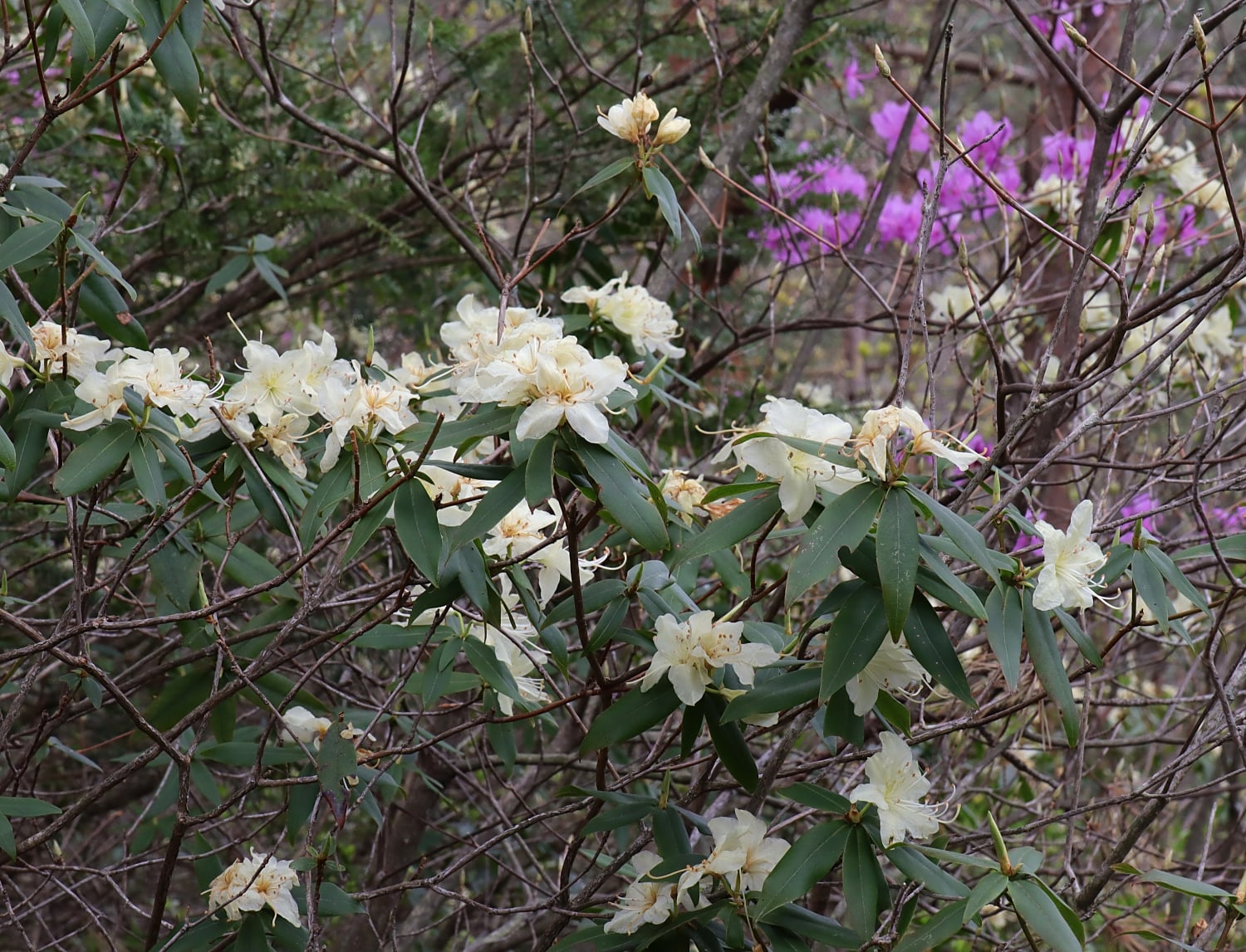 ヒカゲツツジ 山川草木図譜