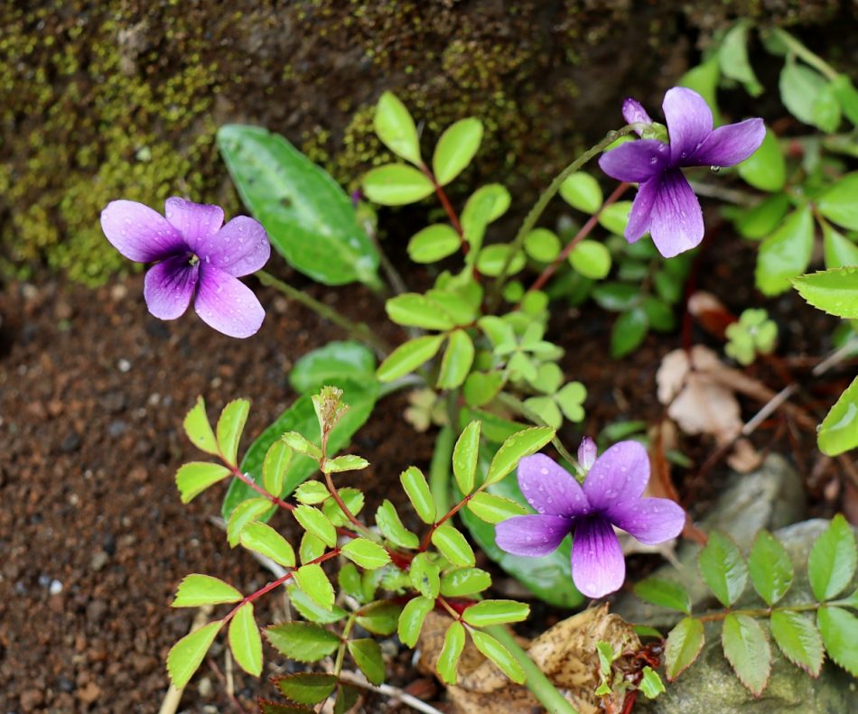 スミレ科 山川草木図譜