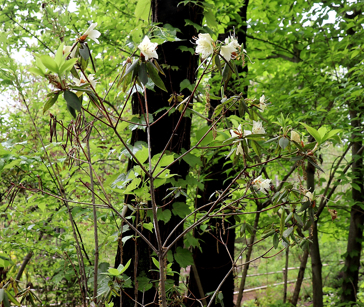 ヒカゲツツジ 山川草木図譜