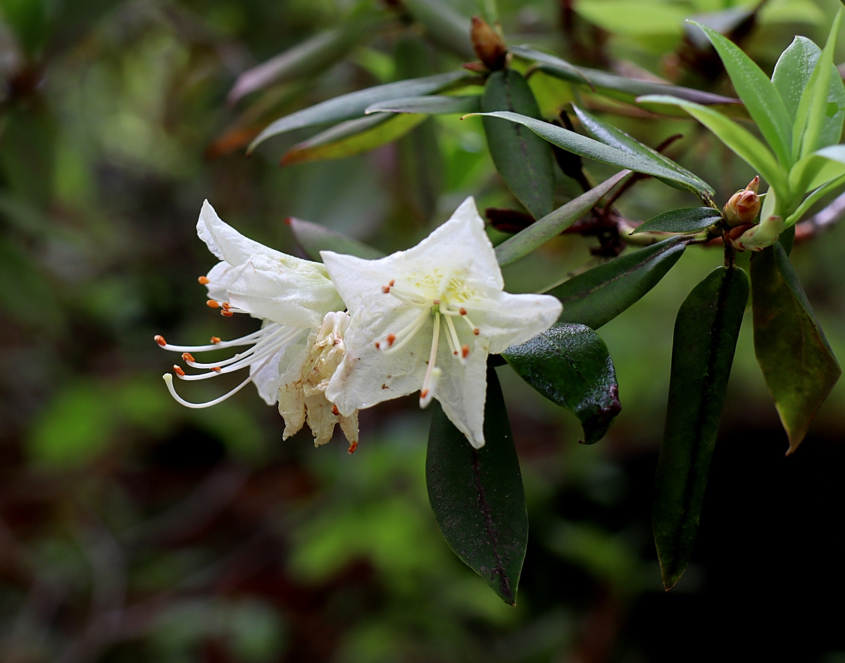 ヒカゲツツジ 山川草木図譜