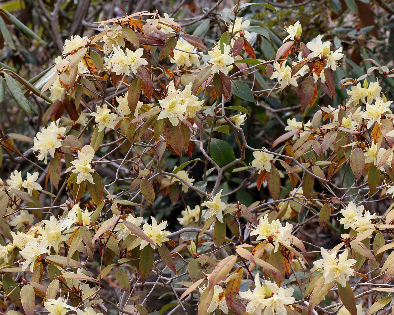 ヒカゲツツジ 山川草木図譜