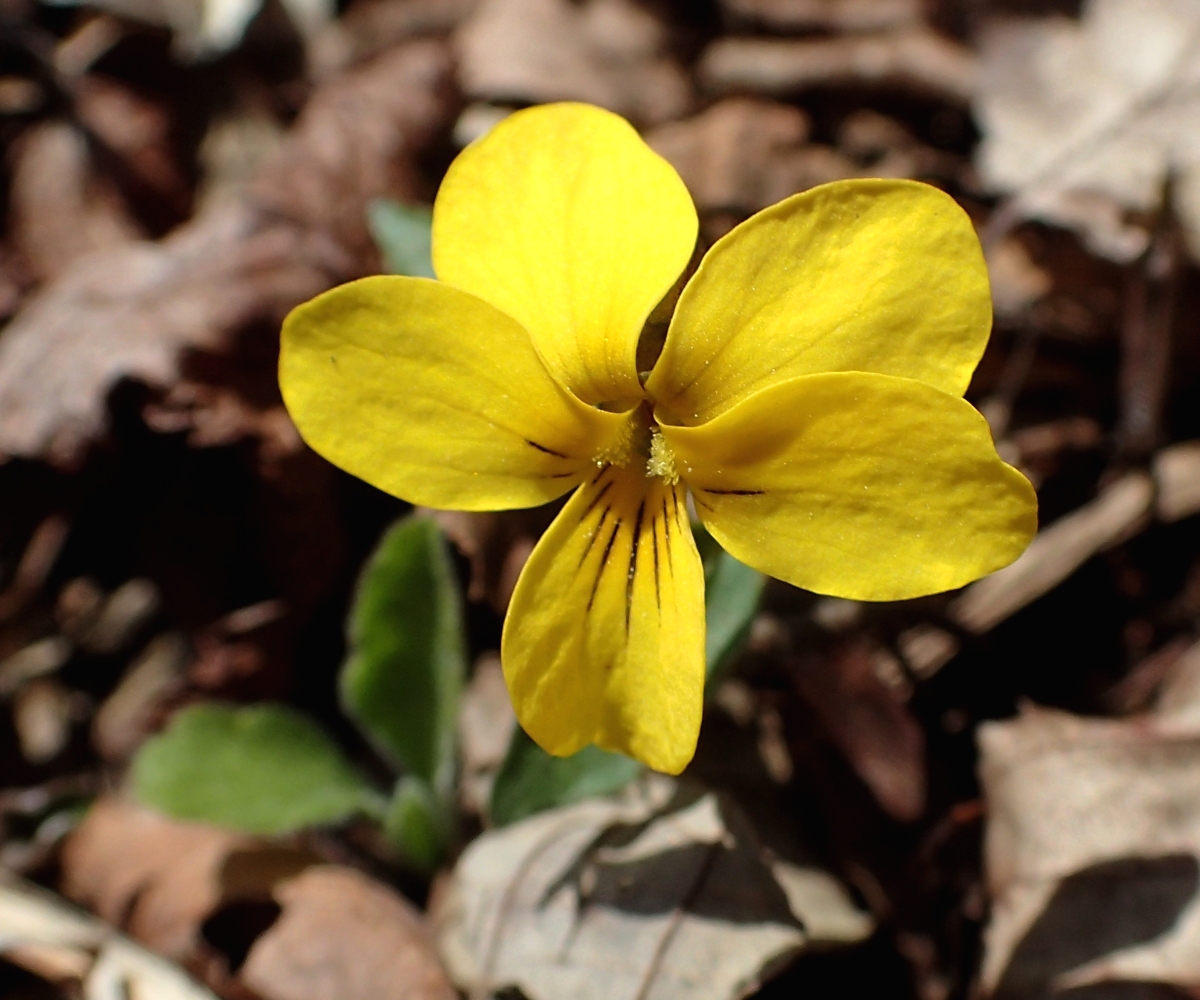 キスミレ 山川草木図譜