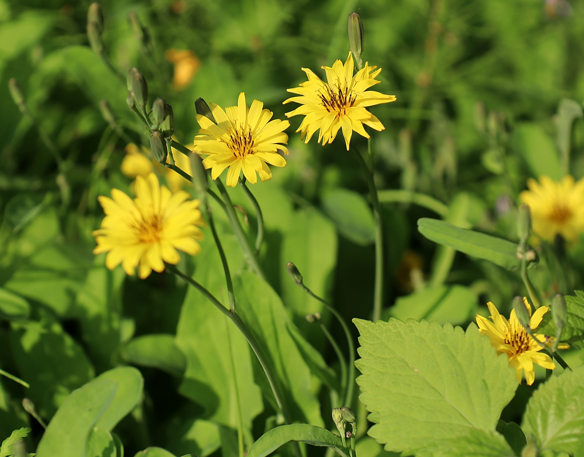 オオジシバリ 山川草木図譜