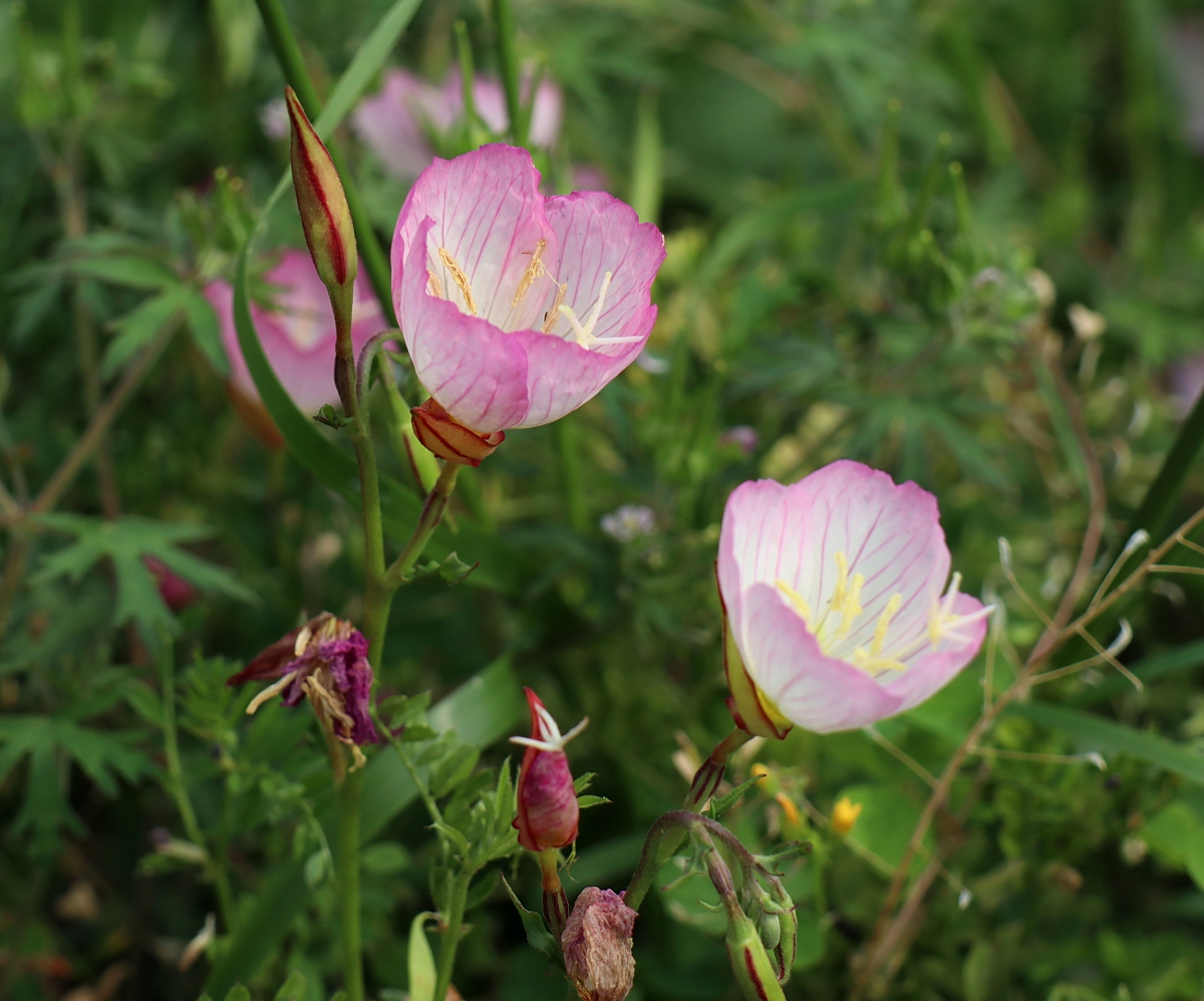 ヒルザキツキミソウ  山川草木図譜