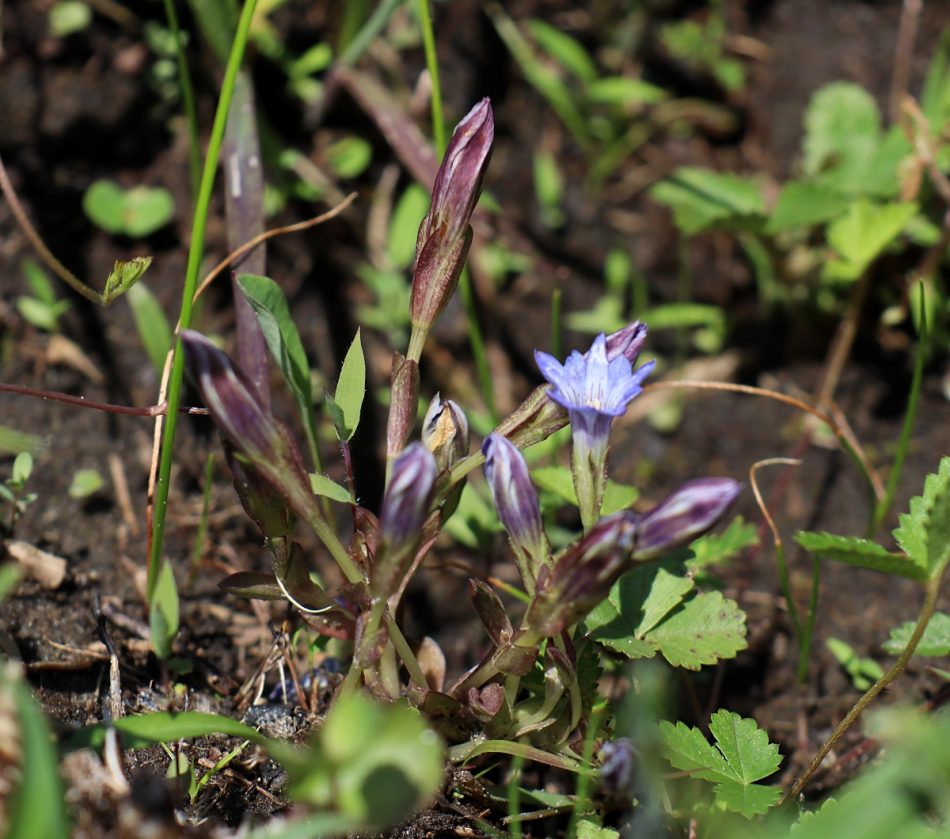 リンドウ科 山川草木図譜